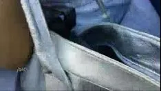 播放 Xvideo 录音-3